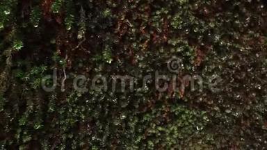 墙面满是湿苔.. 水滴从苔藓中掉下来。 台湾<strong>阿里山</strong>风景区森林的年代和湿度